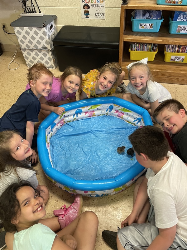 several students gather around a baby swimming pool where 2 chicks are hopping around