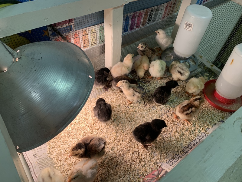 chicks under warming light in the brooder