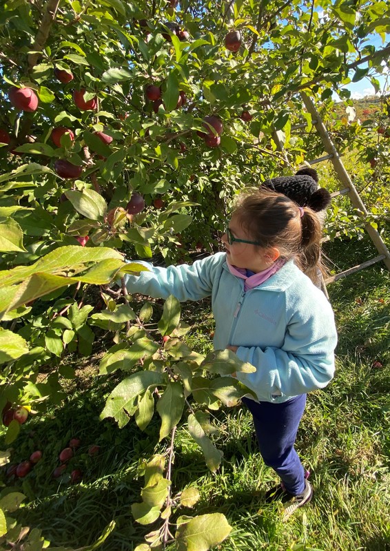 Student picks an apple from a tree at the orchard.